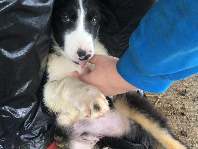Active Sheepdog puppies in Wicklow