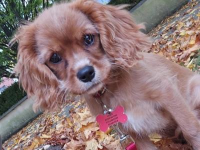 Cavalier King Charles spaniel male