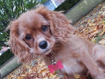 Male Cavalier King Charles Spaniel puppy 4 months old in Dublin