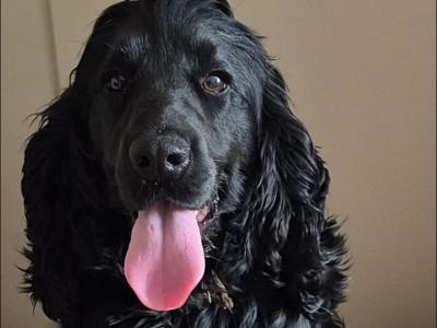 Cocker Spaniel for stud in Kildare