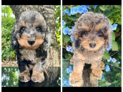 Beautiful Cavapoo puppies available in Cavan