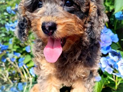 Beautiful Cavapoo puppies available in Cavan