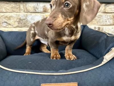 Miniature Dachshund Dapple puppies in Monaghan