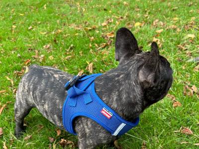 Adorable male French Bulldog in Dublin looking for a Loving home