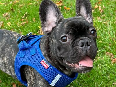 Adorable male French Bulldog in Dublin looking for a Loving home