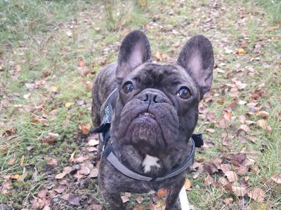 Adorable male French Bulldog in Dublin looking for a Loving home