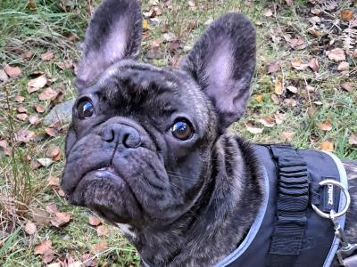 Adorable male French Bulldog in Dublin looking for a Loving home