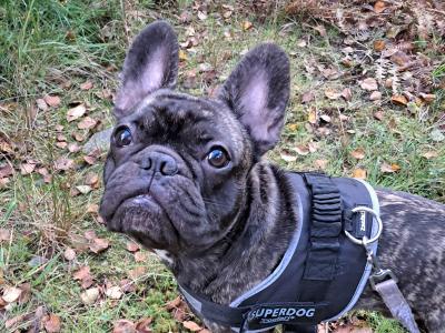 Adorable male French Bulldog 17 months old in Dublin looking for a Loving home
