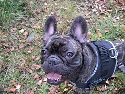 Adorable male French Bulldog in Dublin looking for a Loving home