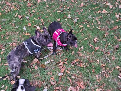 Adorable male French Bulldog in Dublin looking for a Loving home