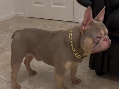 New shade Isabella and tan Tan French Bulldog