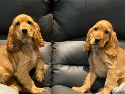 Golden Cocker Spaniel puppies in Limerick