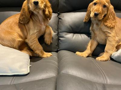 Golden Cocker Spaniel puppies in Limerick