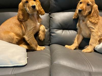 Golden Cocker Spaniel puppies in Limerick