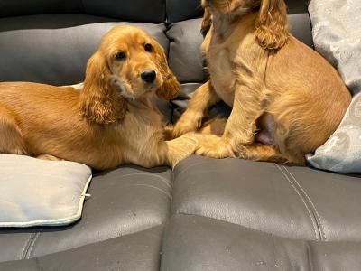 Golden Cocker Spaniel puppies in Limerick