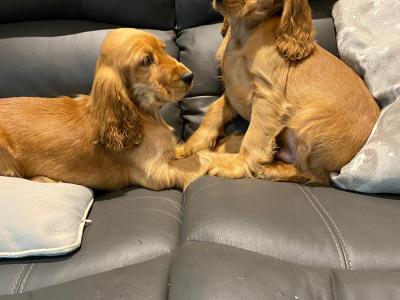 Golden Cocker Spaniel puppies in Limerick