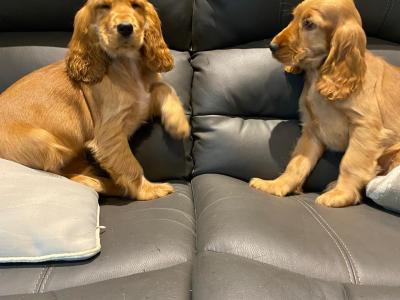 Golden Cocker Spaniel puppies in Limerick