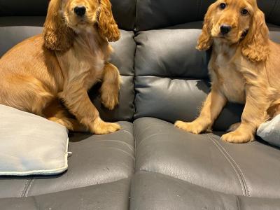 Golden Cocker Spaniel puppies in Limerick
