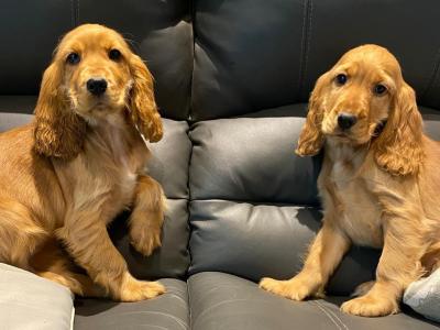 Golden Cocker Spaniel puppies in Limerick