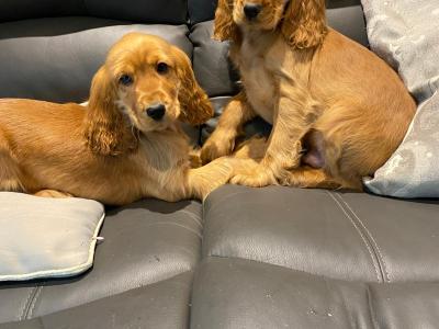 Golden Cocker Spaniel puppies in Limerick