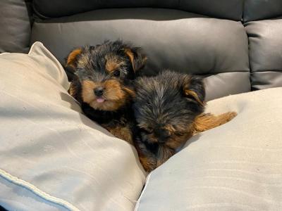Miniature Yorkshire Terrier puppies in Limerick