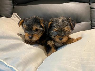 Miniature Yorkshire Terrier puppies in Limerick