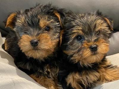 Miniature Yorkshire Terrier puppies in Limerick