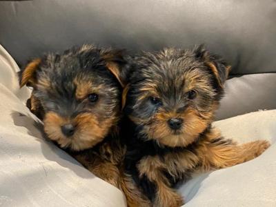 Miniature Yorkshire Terrier puppies in Limerick