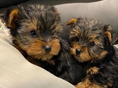 Miniature Yorkshire Terrier puppies in Limerick