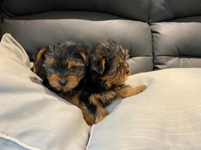 Miniature Yorkshire Terrier puppies in Limerick