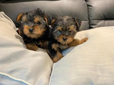 Miniature Yorkshire Terrier puppies in Limerick