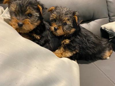 Miniature Yorkshire Terrier puppies in Limerick
