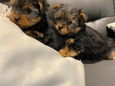 Miniature Yorkshire Terrier puppies in Limerick