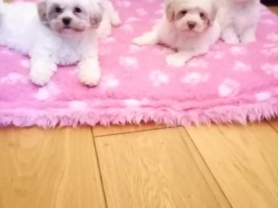 Beautiful 🌟 Cavachon / Bichon puppies in Meath 🐾🌟