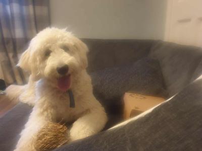 Female Goldendoodle puppy 9 months old in Dublin