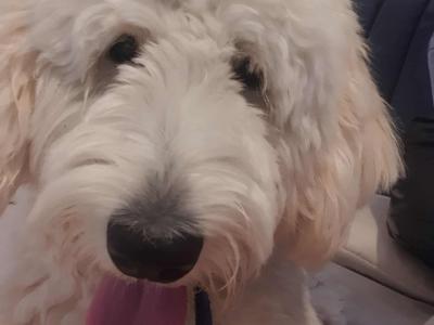 Female Goldendoodle puppy 9 months old in Dublin