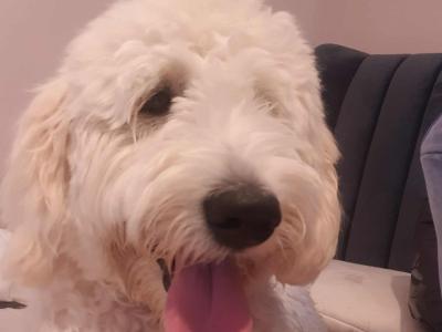 Female Goldendoodle puppy in Dublin
