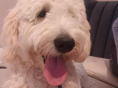 Female Goldendoodle puppy 9 months old in Dublin