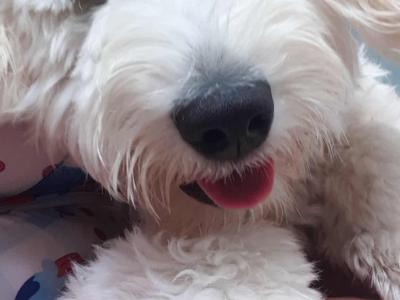 Female Goldendoodle puppy 9 months old in Dublin