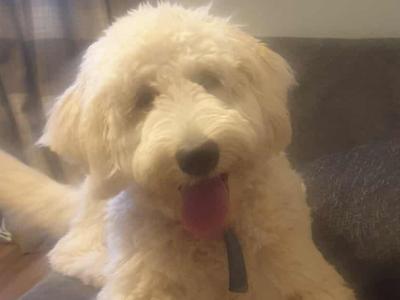 Female Goldendoodle puppy 9 months old in Dublin