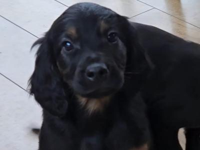 Gorgeous Labrador x Red Setter pups in Tipperary