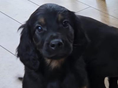 Gorgeous Labrador x Red Setter puppies in Tipperary