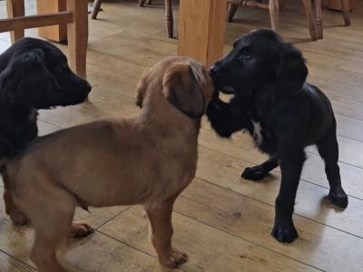 Gorgeous Labrador x Red Setter puppies in Tipperary