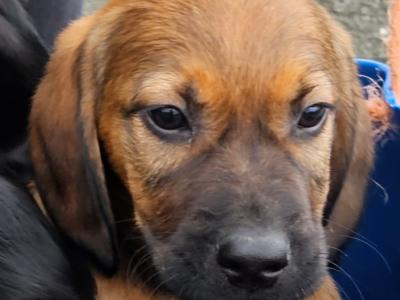 Gorgeous Labrador x Red Setter puppies in Tipperary