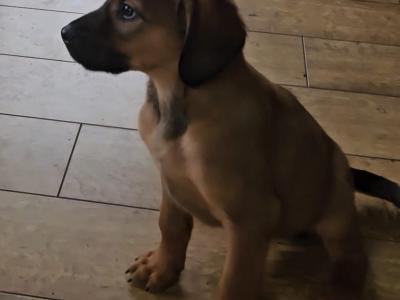 Gorgeous Labrador x Red Setter puppies in Tipperary