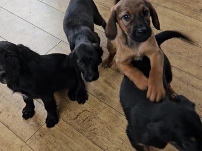 Gorgeous Labrador x Red Setter puppies in Tipperary