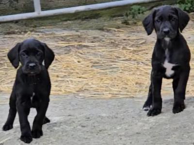 Gorgeous Labrador x Red Setter puppies in Tipperary