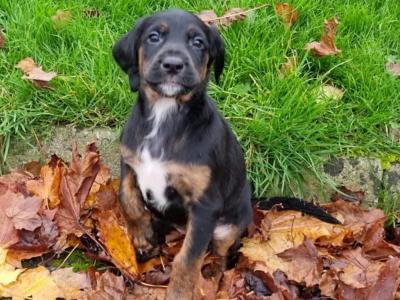 Gorgeous Labrador x Red Setter puppies in Tipperary