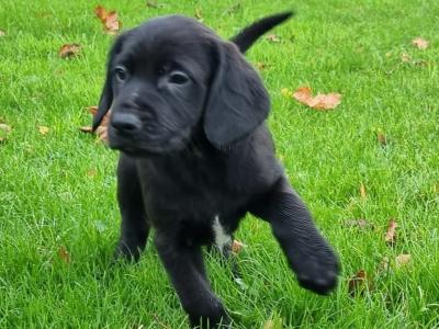Gorgeous Labrador x Red Setter puppies in Tipperary