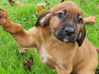 Gorgeous Labrador x Red Setter puppies in Tipperary
